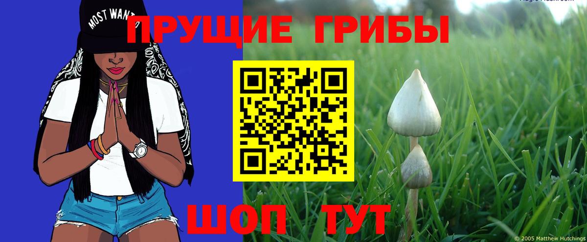 Губкинский  Галлюциногенные грибы Psilocybine cubensis  Вход с VPN  Галлюциногенные грибы мухоморы 